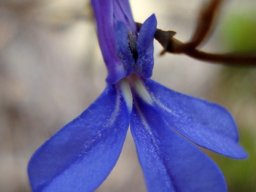 Lobelia chamaepitys flower