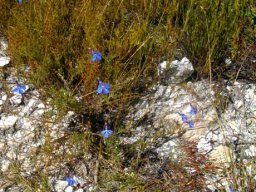 Lobelia chamaepitys