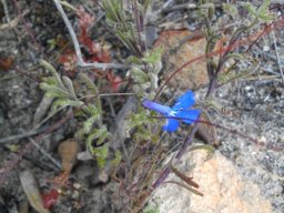 Lobelia chamaepitys leaves