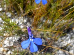 Lobelia chamaepitys flowers