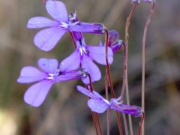 Lobelia chamaepitys flowering