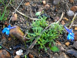 Lobelia coronopifolia leaves
