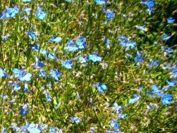 Lobelia cuneifolia var. cuneifolia