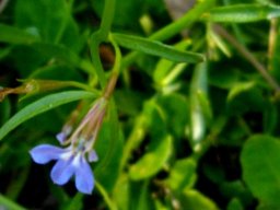 Lobelia