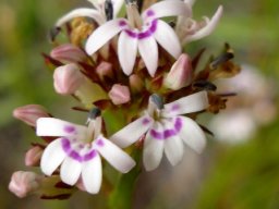 Lobelia jasionoides flower
