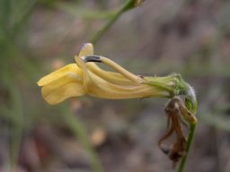 Lobelia linearis yellow flower