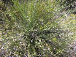 Lobelia linearis many thin stems