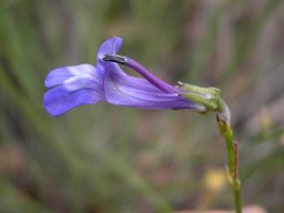 Lobelia linearis long flower