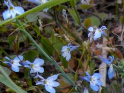 Lobelia linearis pointy corolla lobes