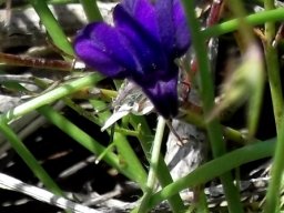 Lobelia linearis dark flower