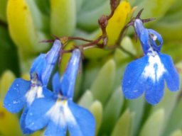 Lobelia erinus flowers