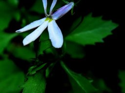 Lobelia pubescens flower
