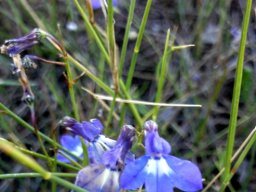 Lobelia setacea leaves