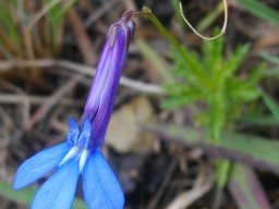 Lobelia tomentosa
