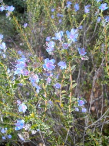 Lobostemon echioides