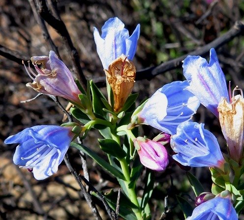 Lobostemon glaucophyllus sequence of flower colours