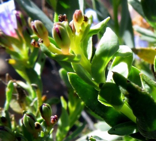 Lobostemon glaucophyllus leaves