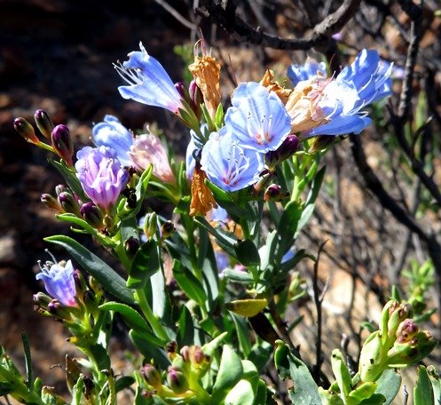 Lobostemon glaucophyllus