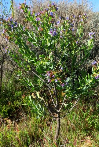 Lobostemon glaucophyllus shrub