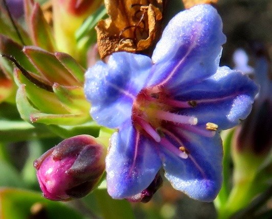 Lobostemon glaucophyllus floral cycle