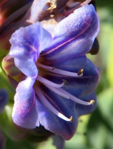 Lobostemon glaucophyllus half faded flower