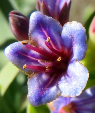 Lobostemon glaucophyllus early flower stage