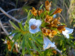 Lobostemon fruticosus flowers