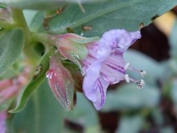 Lobostemon glaucophyllus flower