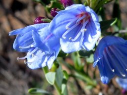 Lobostemon glaucophyllus flowers