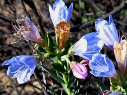 Lobostemon glaucophyllus sequence of flower colours