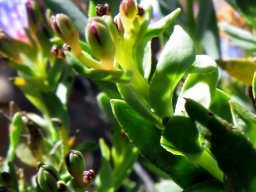 Lobostemon glaucophyllus leaves