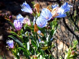 Lobostemon glaucophyllus