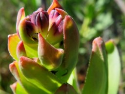Lobostemon glaucophyllus buds at a stem-tip
