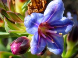 Lobostemon glaucophyllus floral cycle