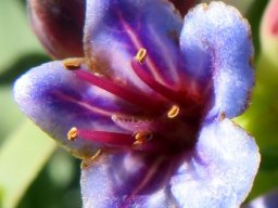 Lobostemon glaucophyllus early flower stage