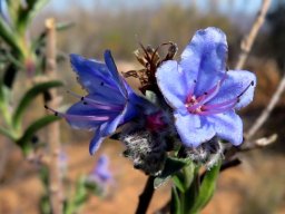 Lobostemon trichotomus flowers