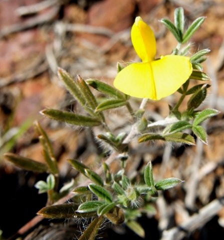 Lotononis pungens