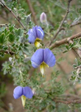 Lotononis sericophylla