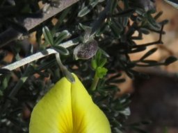 Lotononis dahlgrenii flower