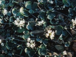 Lotononis pumila