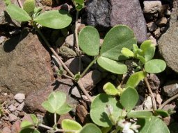 Lotononis pumila leaves