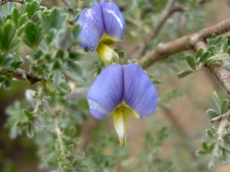 Lotononis sericophylla