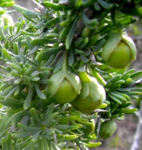 Lycium afrum green fruit