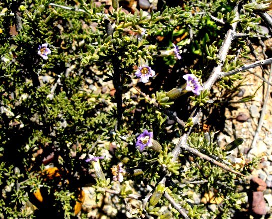 Lycium cinereum