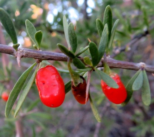 Lycium cinereum fruit
