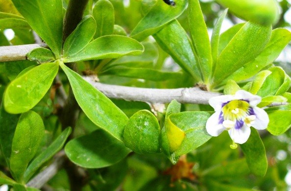 Lycium ferocissimum flower 