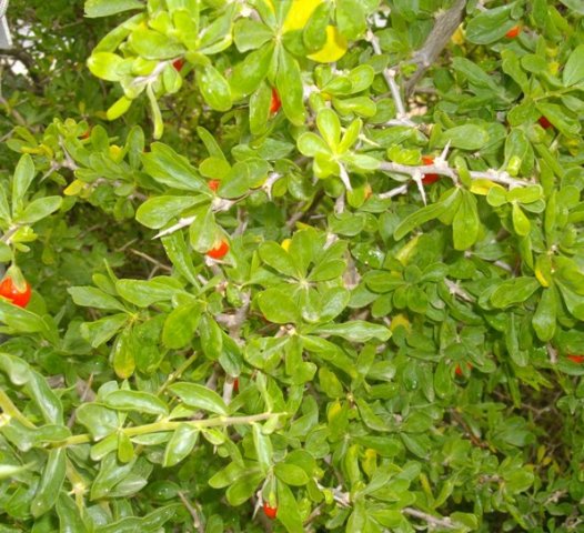 Lycium ferocissimum showing red fruit and white spines
