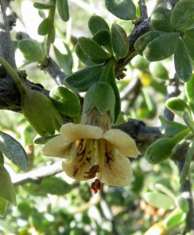 Lycium ferocissimum flower discoloured