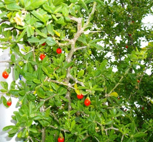 Lycium ferocissimum