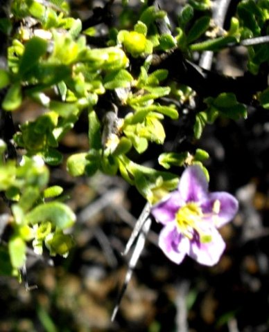 Lycium hirsutum